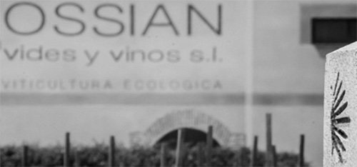 Bodega Ossian Vides y Vinos